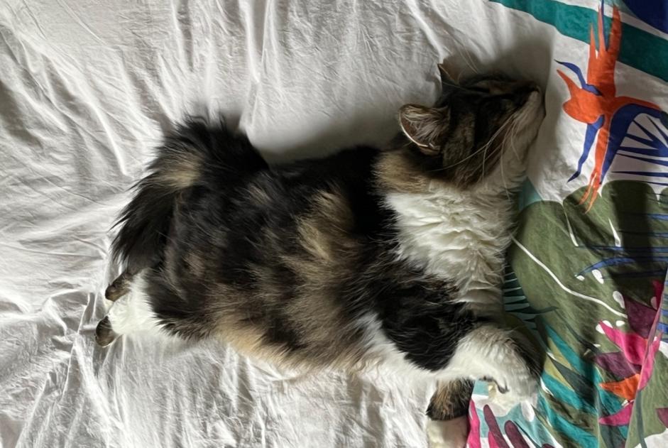 Alerte Disparition Chat Femelle , 3 ans Niort France Alerte Disparition Chat Femelle , 3 ans Niort France