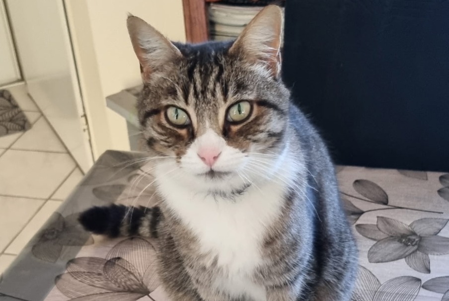 Alerte Disparition Chat Mâle , 9 ans Chauray France