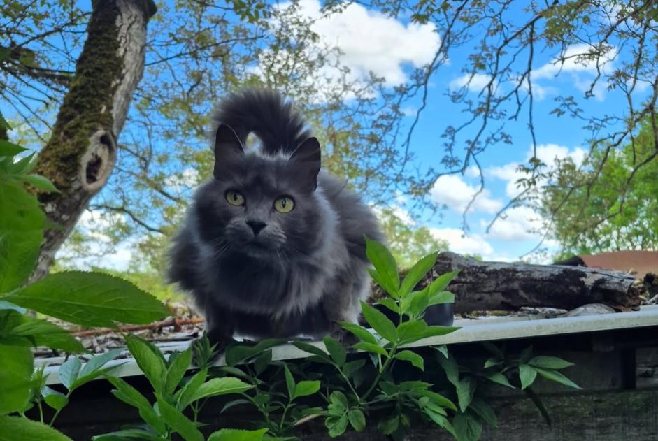 Avviso Ritrovamento Gatto incrocio di razze Femmina Vouillé Francia Avviso Ritrovamento Gatto incrocio di razze Femmina Vouillé Francia